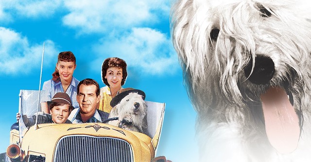 The shaggy dog putlocker new arrivals